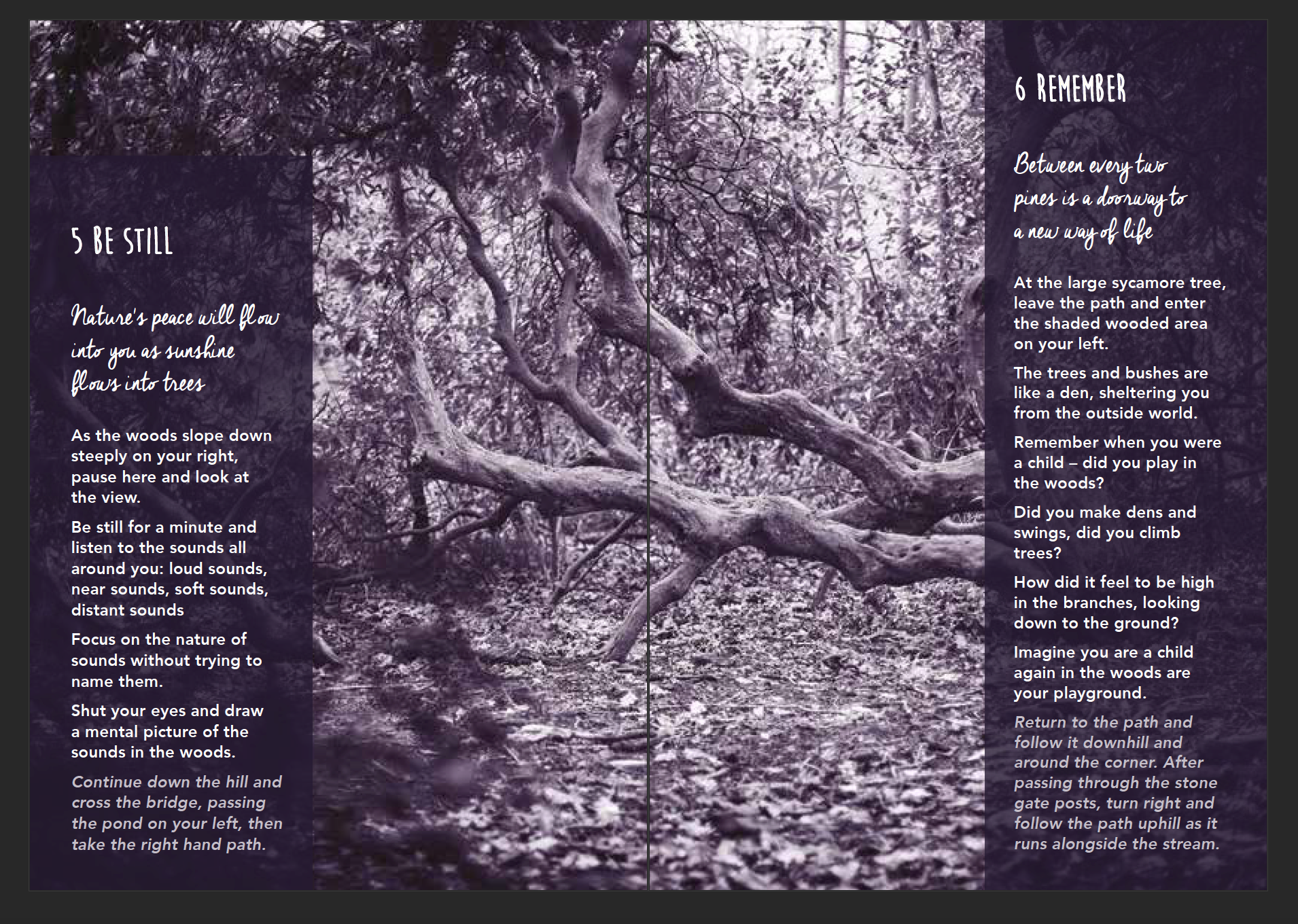 woodland wellbeing trail